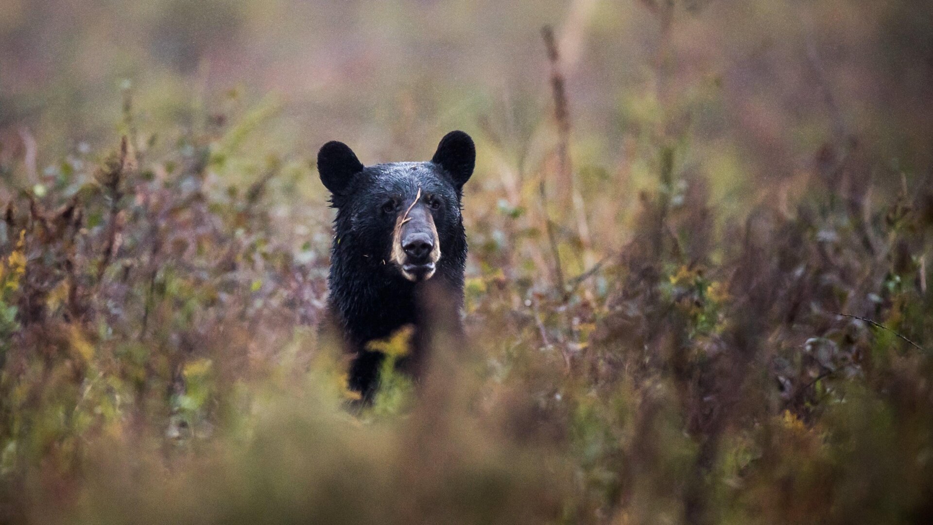 Photo: Salwan Georges/The Washington Post