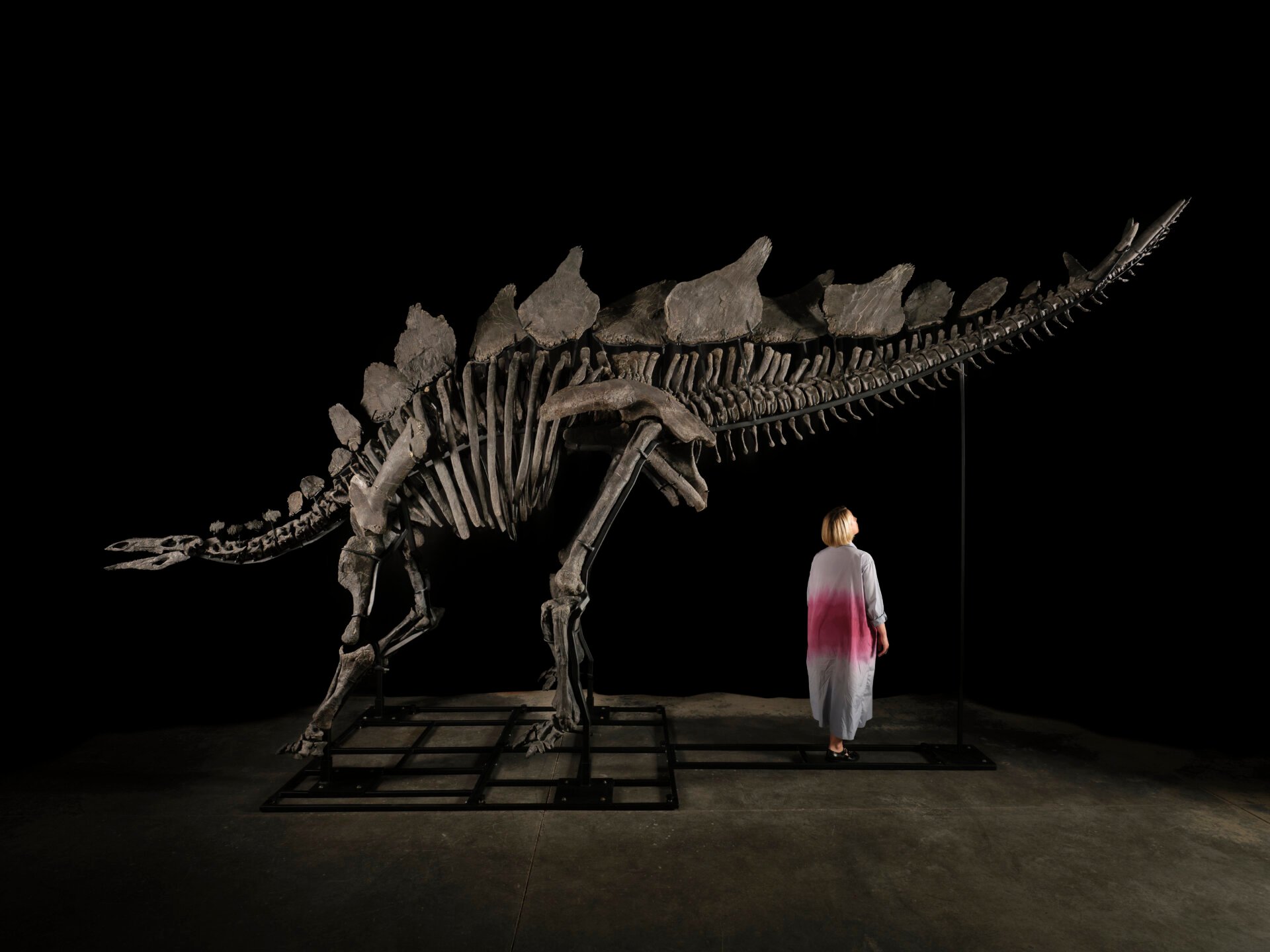 Apex the dinosaur fossil auctioned off for $45 million to Ken Griffin