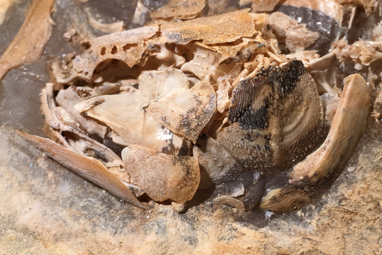 An ancient coelacanth's bones, acid etched out of rock.