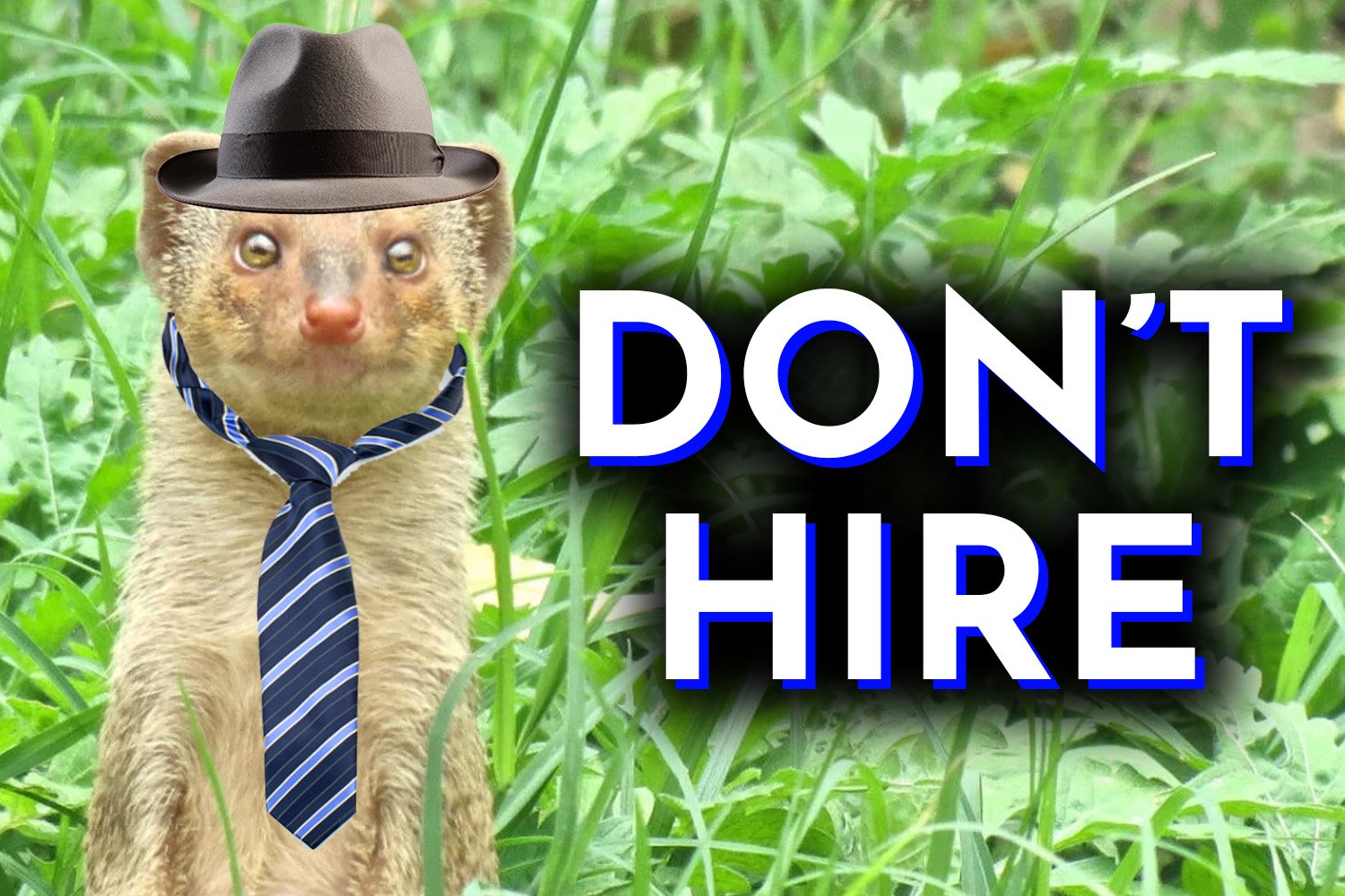 Don’t Hire These Killer Mongooses, They Suck At Their One Job