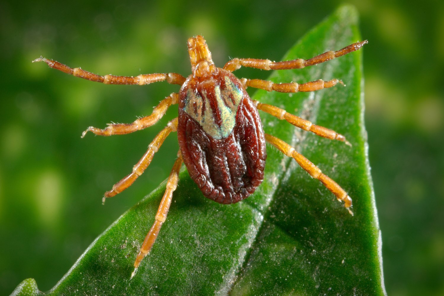 Female Gulf Coast Tick