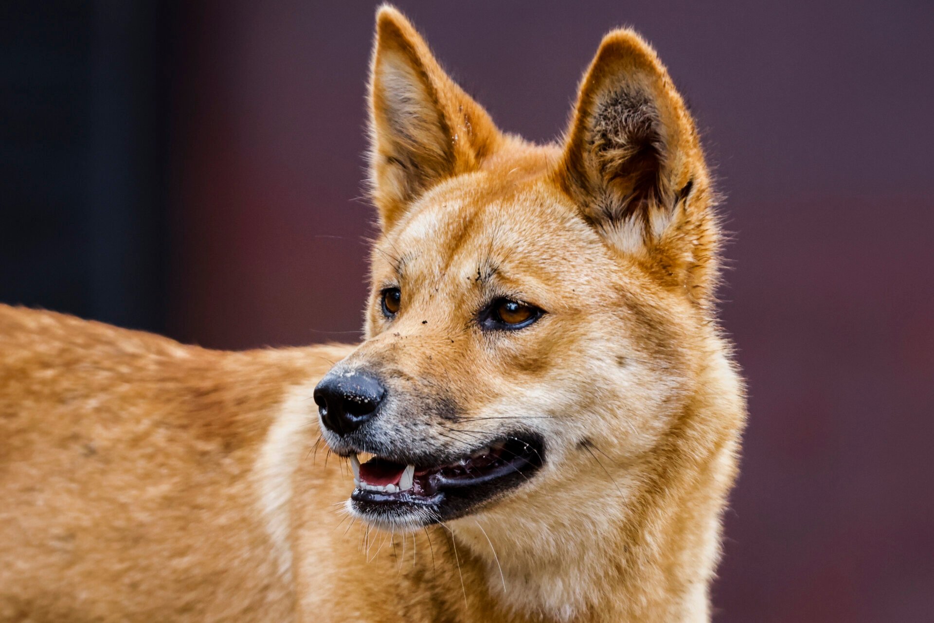 Dingos found to have little domestic dog DNA