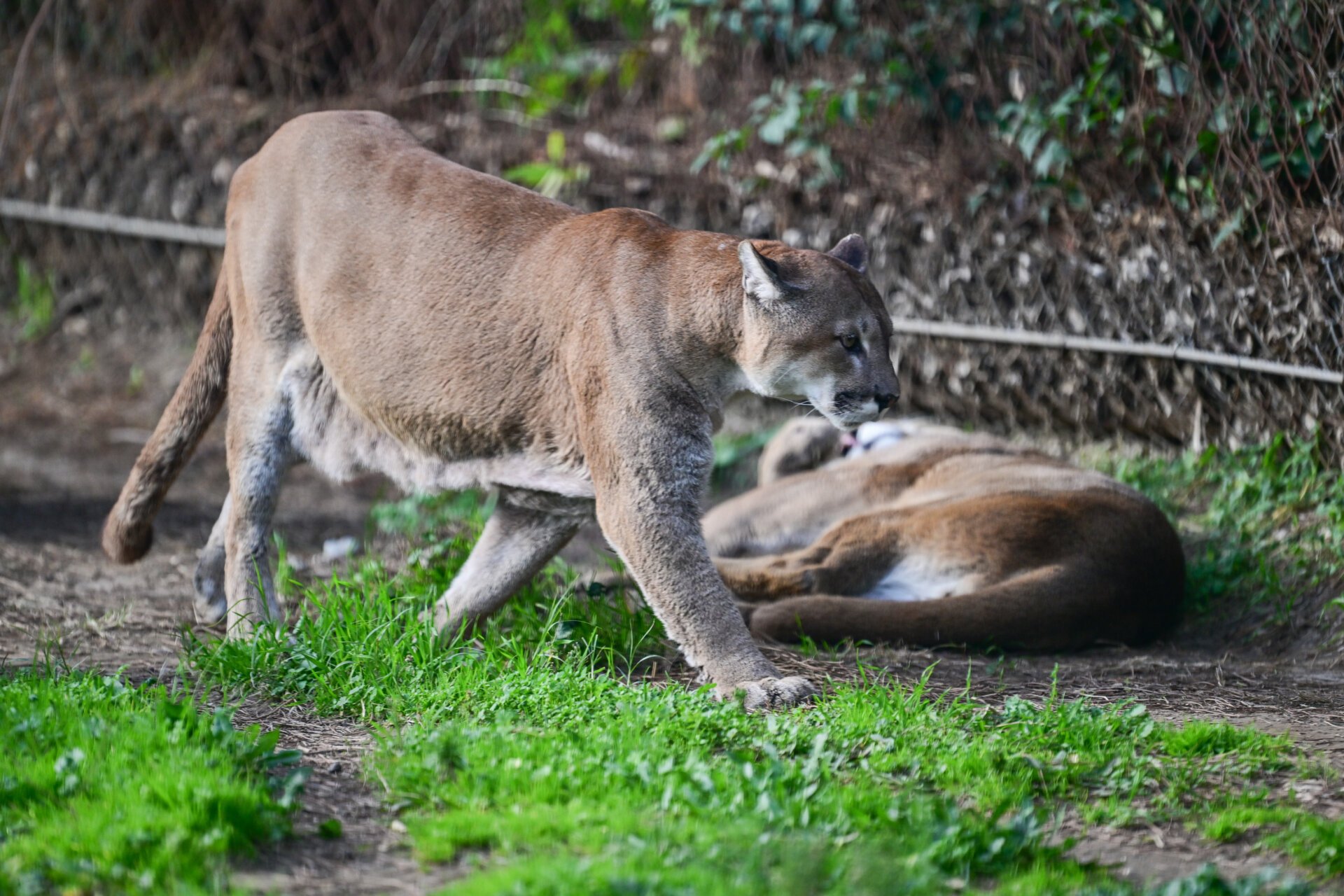 A pair of mountain lions (Puma concolor) seen at the Izmir Wildlife Park in Turkey.