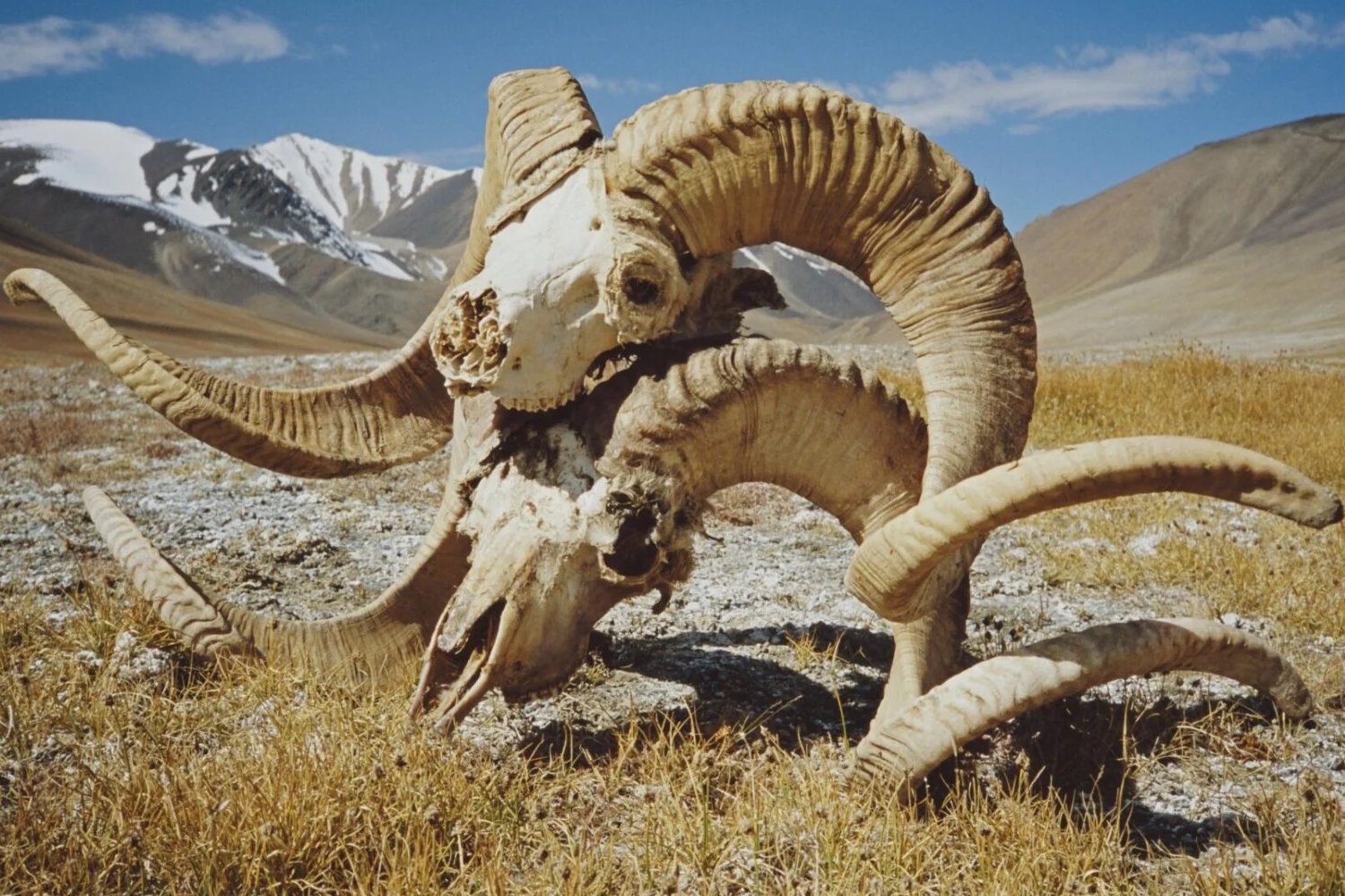 Photo of Marco Polo sheep skulls