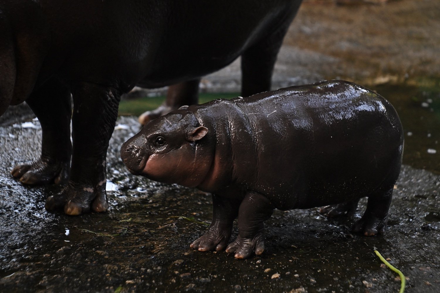 Moo Deng, the Pygmy Hippo