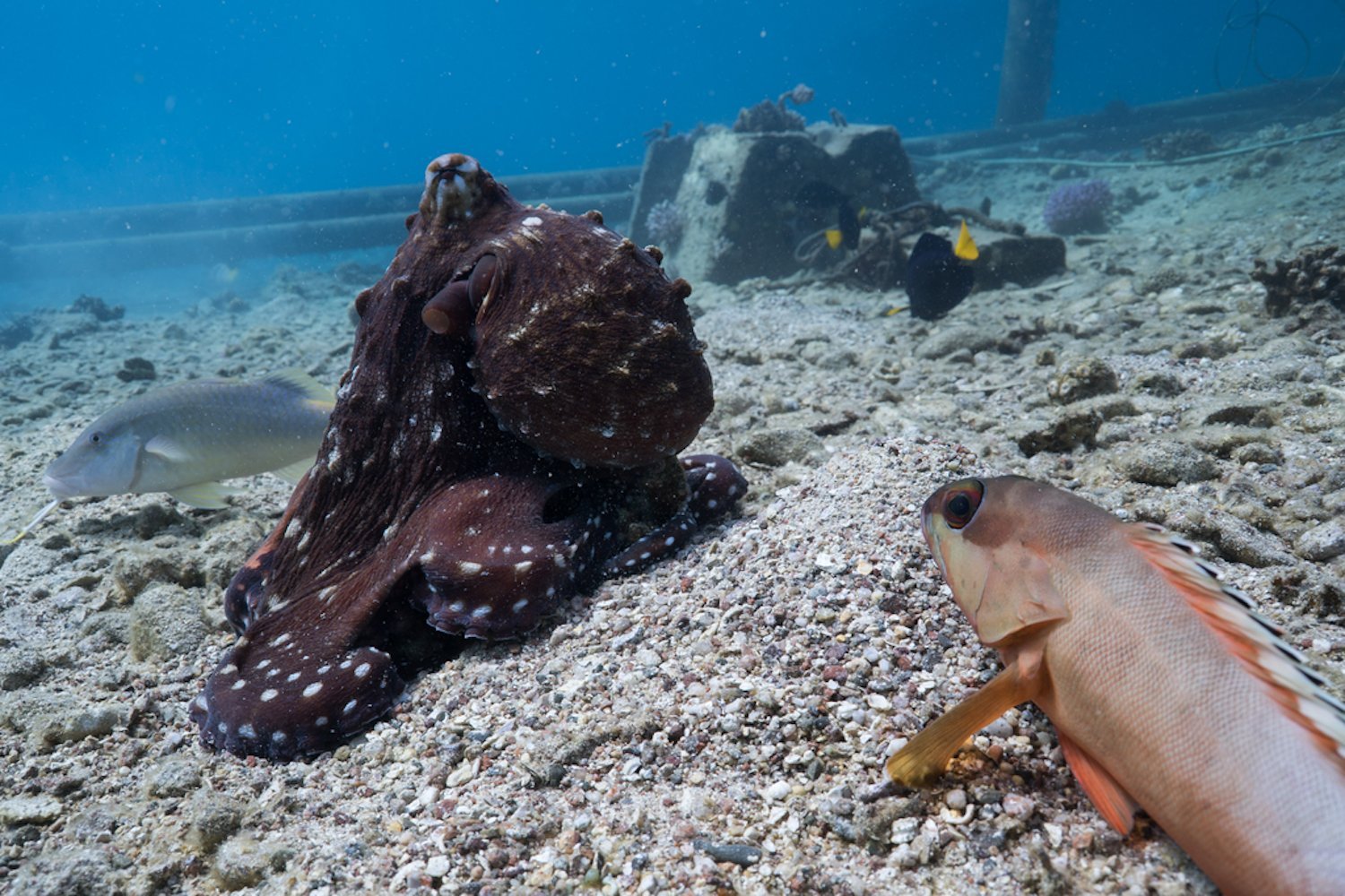 Photo of an octopus hunting with a blacktip grouper and gold-saddle goatfish.