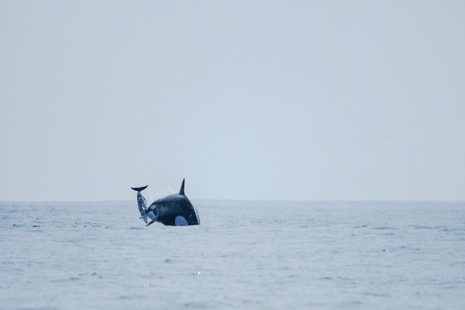 Photo of an orca surfacing