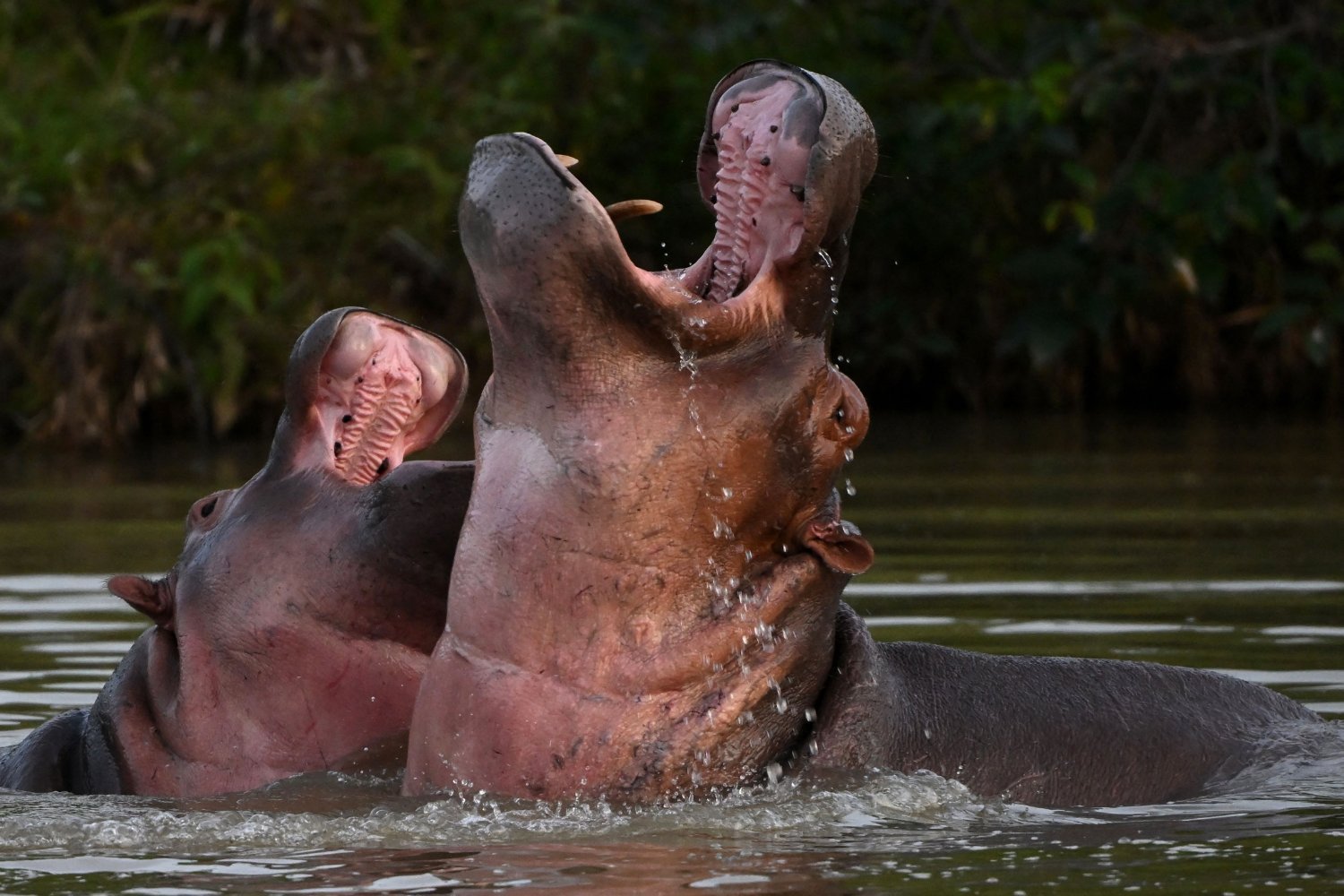 Two hippos opening their mouths in a lake near the site of Escobar's private zoo.