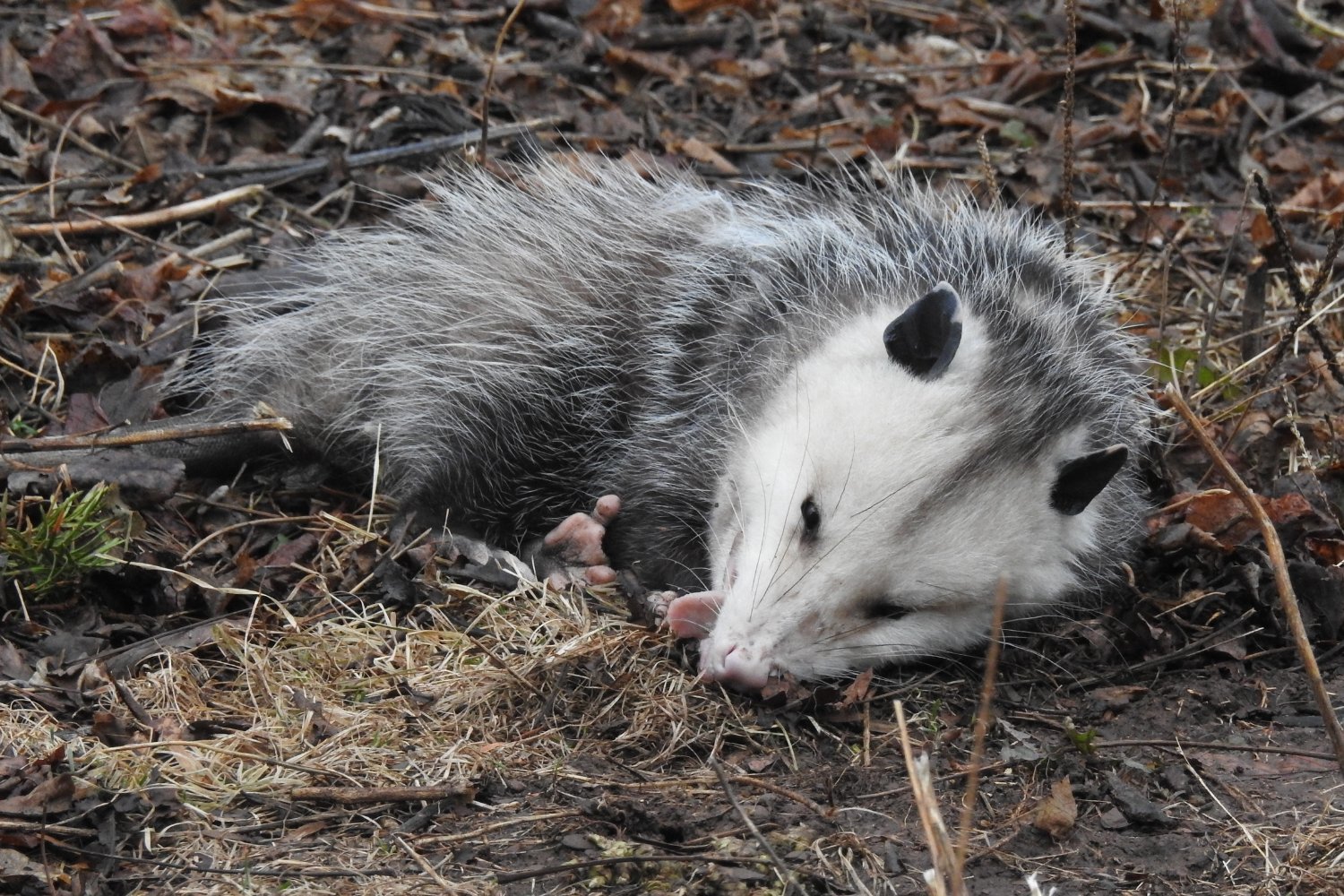 Possum Playing Dead