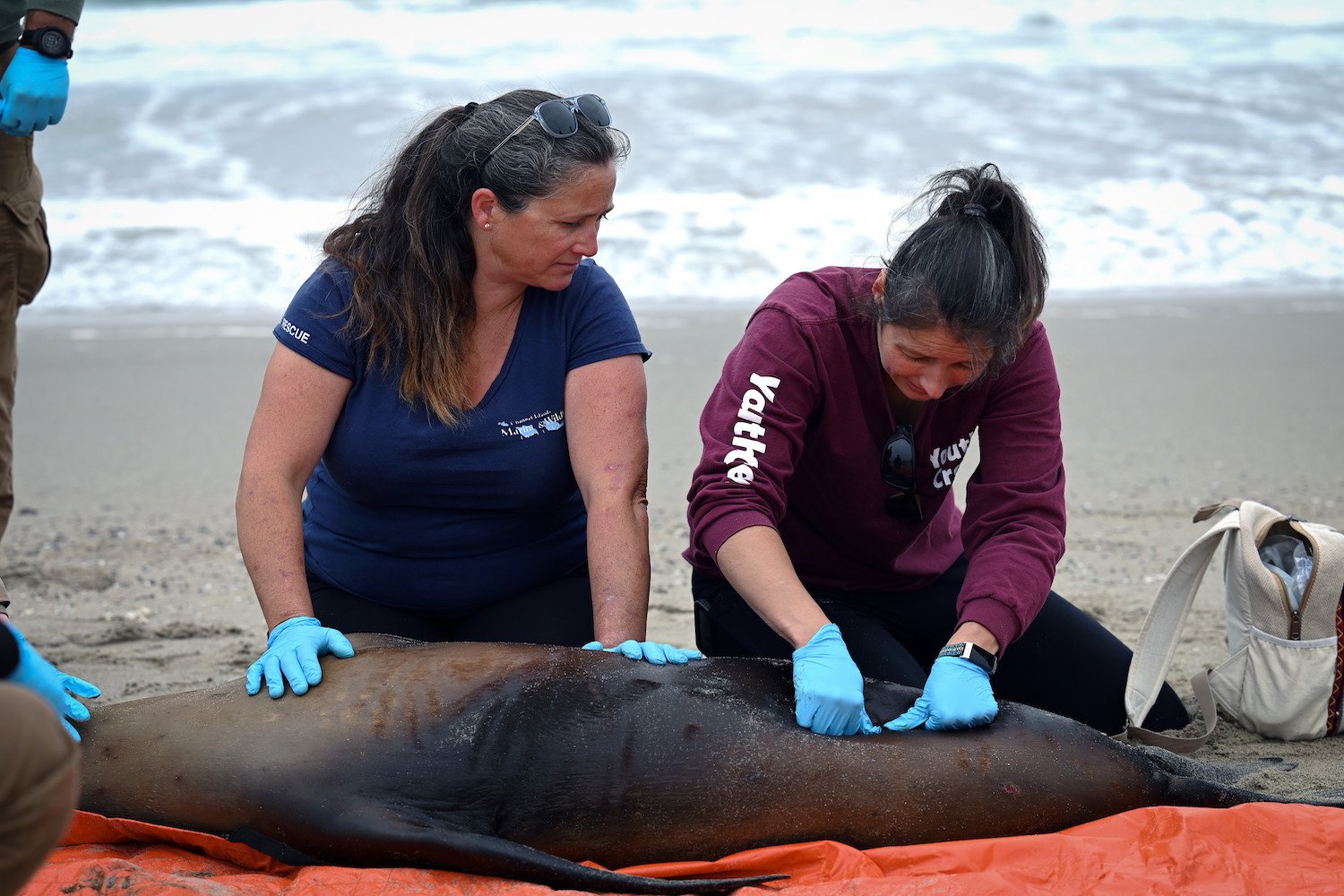 Image of rescue workers tending to a sea lion with domoic acid poisoning.