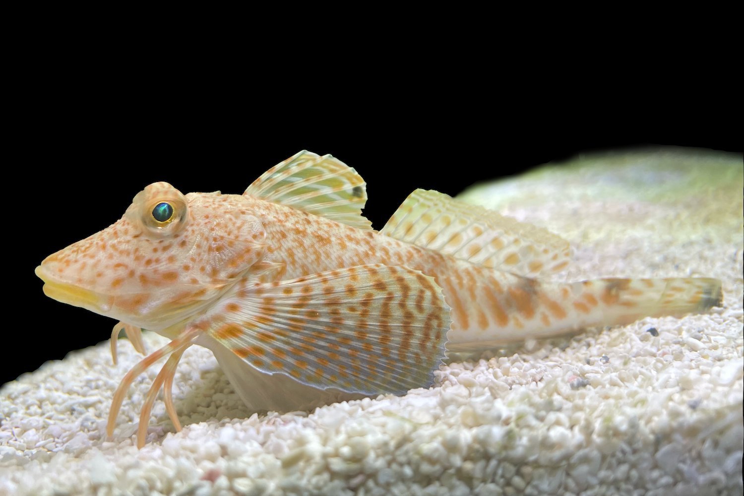 Photo of a sea robin