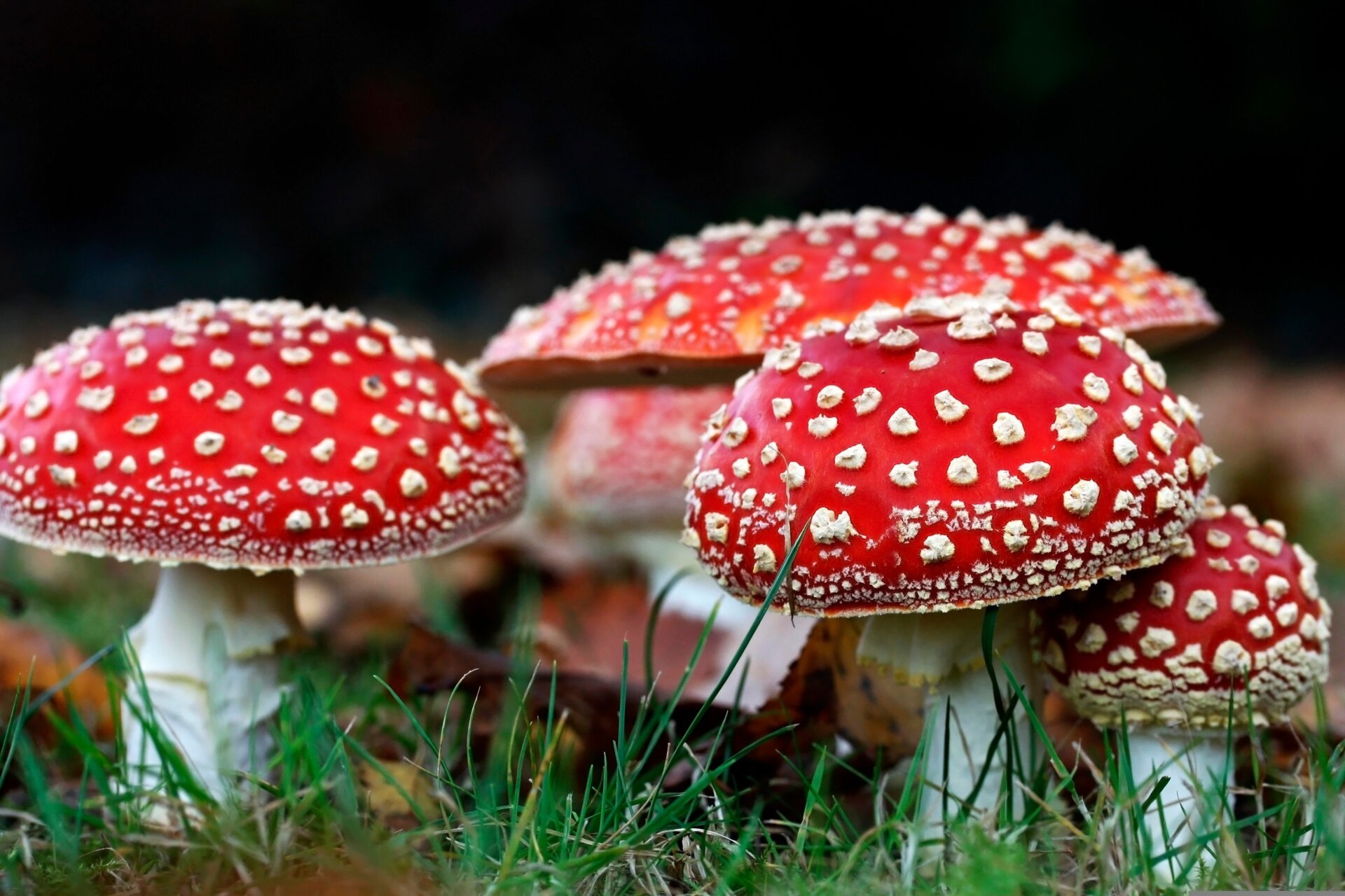 A picture of Amanita muscaria mushrooms in grass.