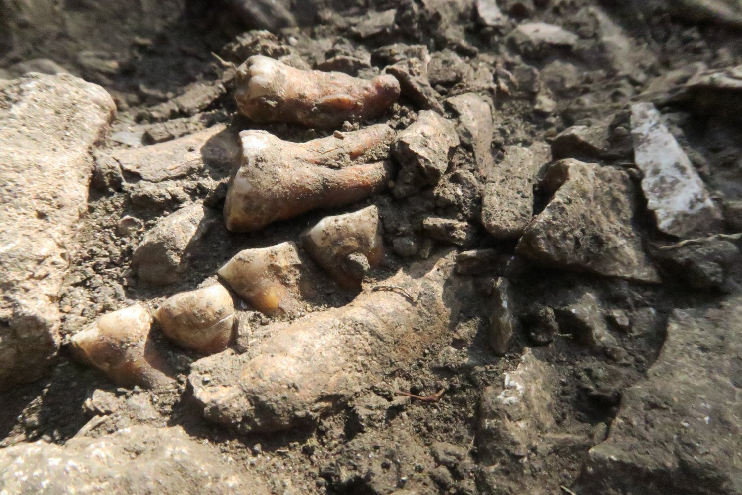 Fossilized teeth of the Neanderthal 'Thorin.'